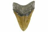 Serrated, Fossil Megalodon Tooth - North Carolina #346319-2